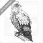 Egyptian Vulture