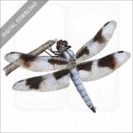 Eight-Spotted Skimmer Dragonfly stock image