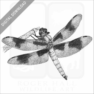 Eight-Spotted Skimmer Dragonfly