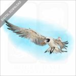 Elegant Tern stock image