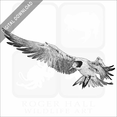 Elegant Tern