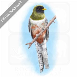 Elegant Trogon stock image