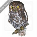Elf Owl stock image
