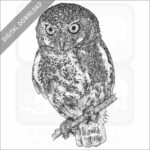 Elf Owl