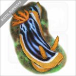 Elizabeth's Chromodoris sea slug stock image