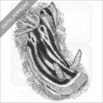 Elizabeth's Chromodoris sea slug