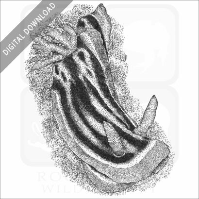 Elizabeth's Chromodoris sea slug
