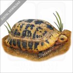 Elongated Tortoise stock image