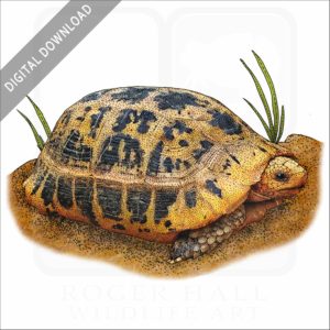 Elongated Tortoise stock image