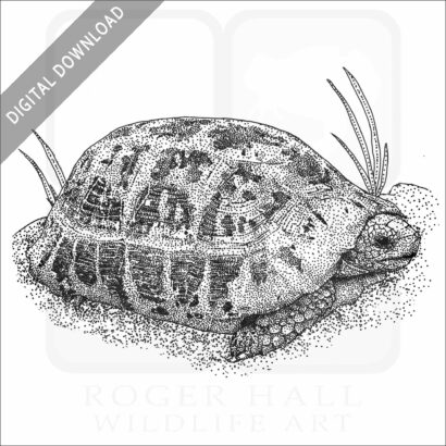 Elongated Tortoise