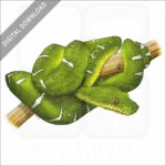 Emerald Boa stock image