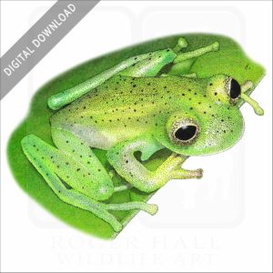 Emerald Glass Frog stock image
