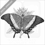 Emerald Swallowtail Butterfly