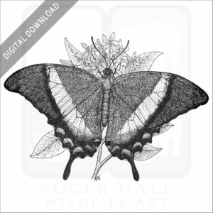 Emerald Swallowtail Butterfly