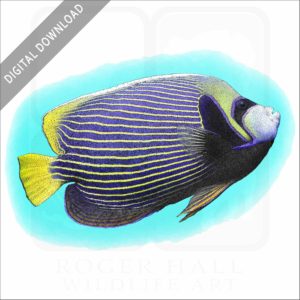 Emperor Angelfish stock image