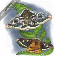 Emperor Moths stock image