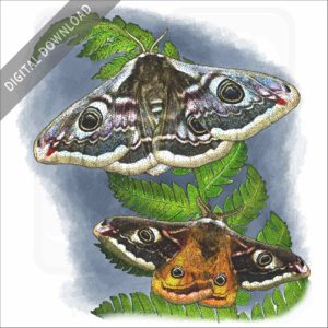 Emperor Moths stock image