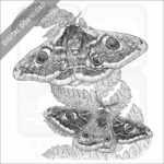 Emperor Moths