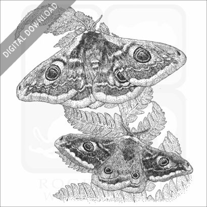 Emperor Moths
