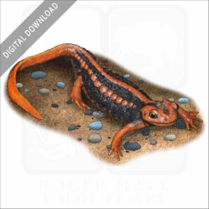 Emperor Newt stock image