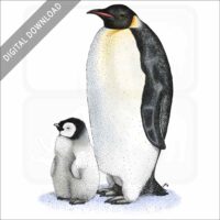 Emperor Penguin stock art image