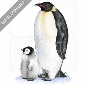 Emperor Penguin stock art image
