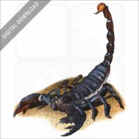 Emperor Scorpion stock image