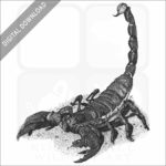Emperor Scorpion