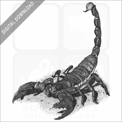 Emperor Scorpion