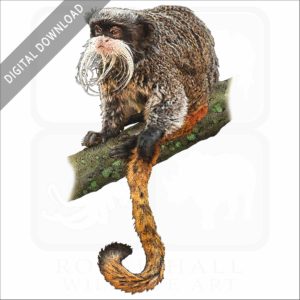Emperor Tamarin stock mage