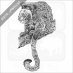 Emperor Tamarin