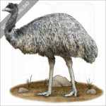 Emu stock image