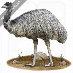 Emu stock image