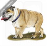 English Bulldog stock image
