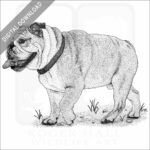 English Bulldog