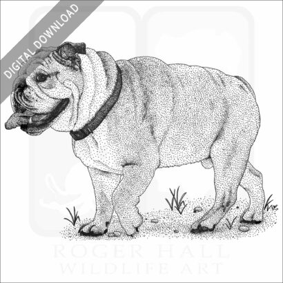 English Bulldog