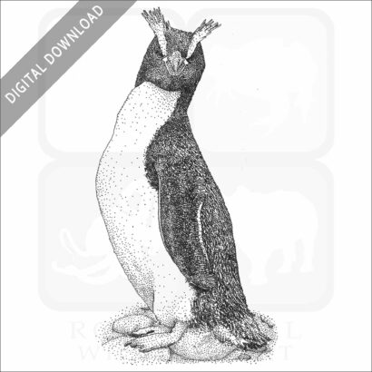 Erect Crested Penguin