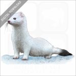 Ermine or Short-Tailed Weasel stock image