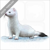 Ermine or Short-Tailed Weasel stock image