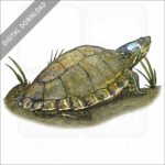 Escambia Map Turtle stock image