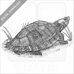Escambia Map Turtle