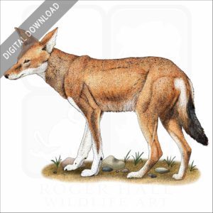 Ethiopian Wolf stock image