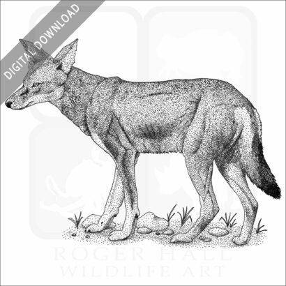Ethiopian Wolf