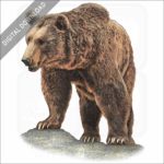 Eurasian Brown Bear stock image