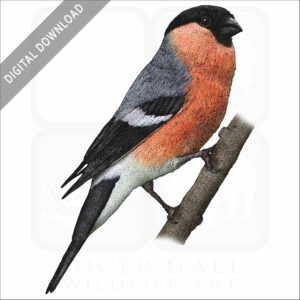 Eurasian Bullfinch stock image