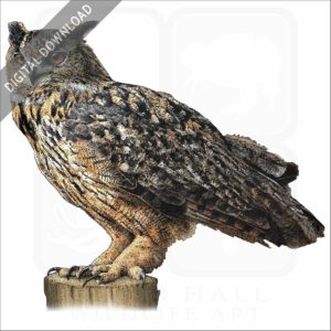 Eurasian Eagle Owl illustration