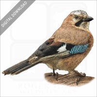 Eurasian Jay stock image
