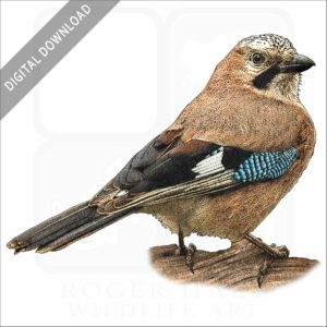 Eurasian Jay stock image