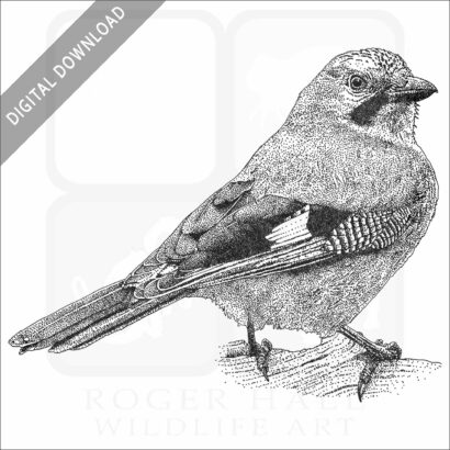 Eurasian Jay