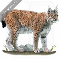 Eurasian Lynx stock image